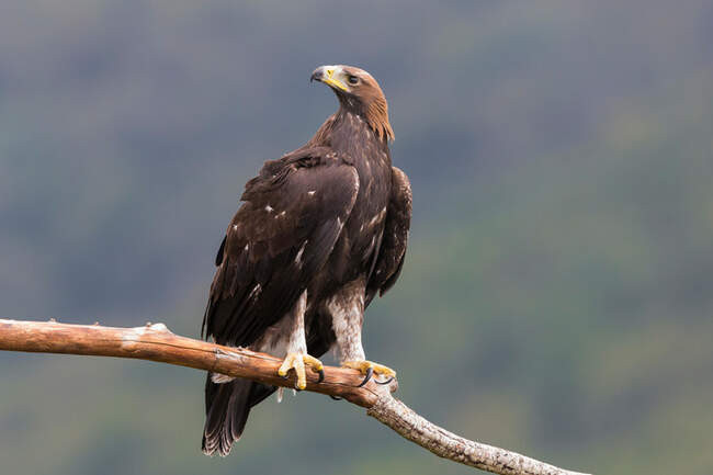 Беркут / Aquila chrysaetos