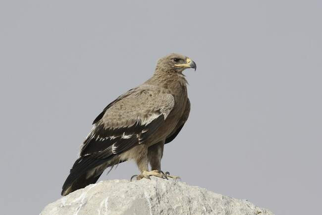 Степняк, или степной орел / Aquila nipalensis