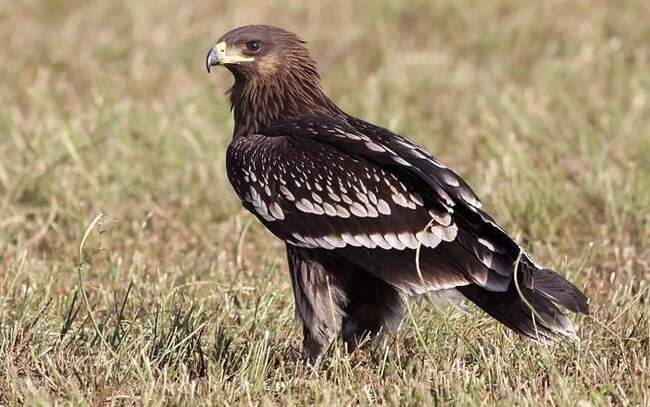 Большой подорлик / Aquila clanga