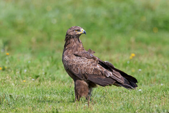 Малый подорлик / Aquila pomarina