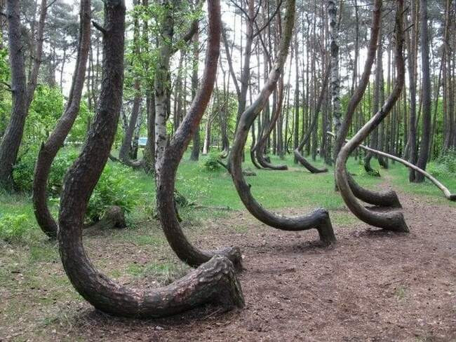 1. Гнутые деревья