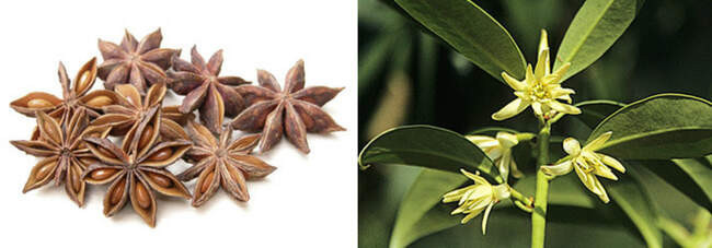 Бадьян (звездчатый анис) / Badiam (Star anise)