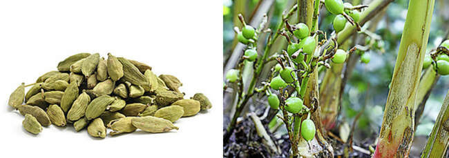 Кардамон / Cardamom