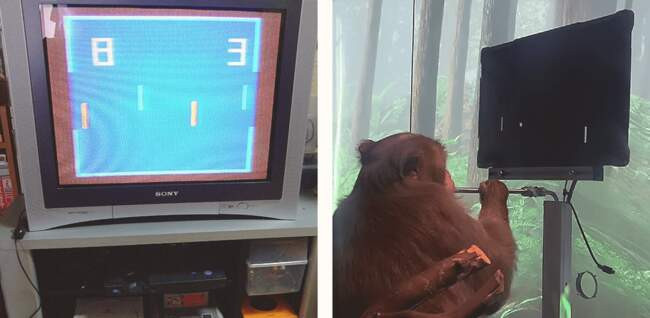 Использование силы мысли для игры в «Понг»