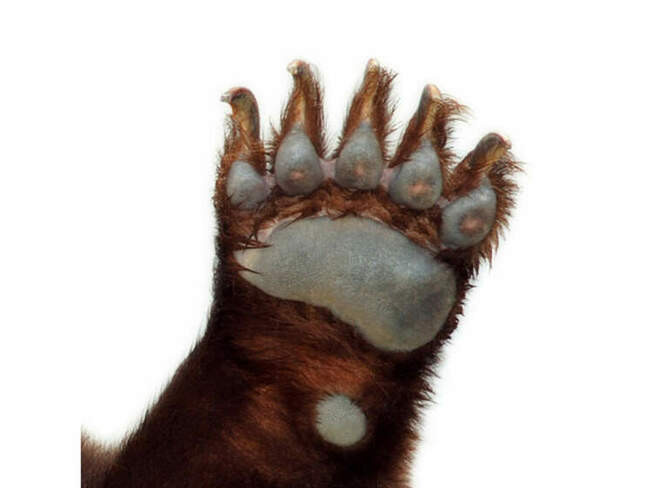 Бурый медведь (Ursus arctos)