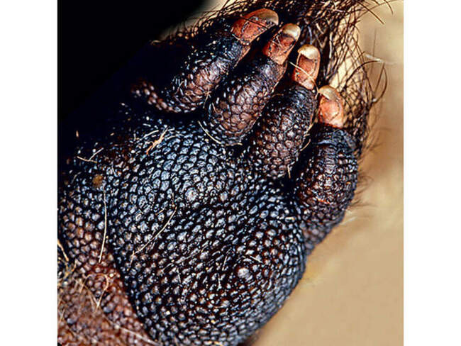 Тасманийский дьявол (Sarcophilus laniarius)