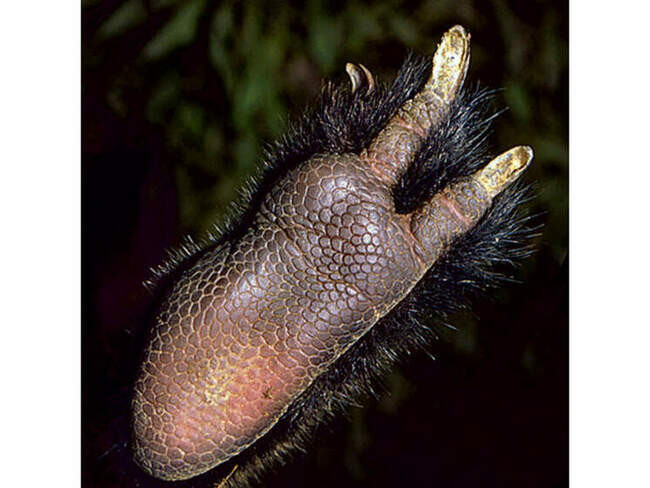 Кенгуру Матши (Dendrolagus matschiei)