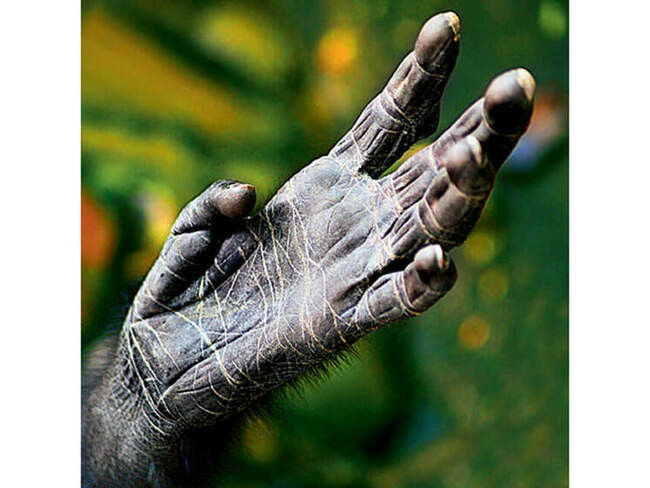 Орангутан (Pongo pygmaeus)