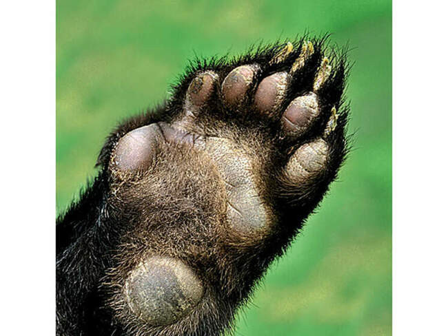 Большая панда (Ailuropoda melanoleuca)