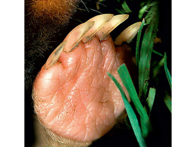 Гималайский крот (Euroscaptor micrura)