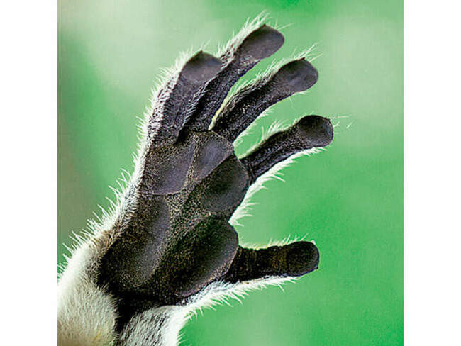 Мангустовый лемур (Eulemur mongoz)