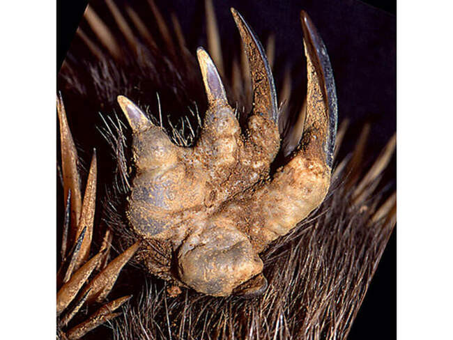 Австралийская ехидна (Tachyglossus aculeatus)