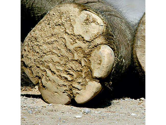 Африканский слон (Loxodonta africana)