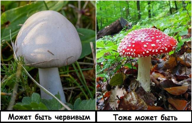 7. Червивые грибы
