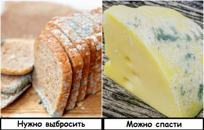 10. Плесень на продуктах