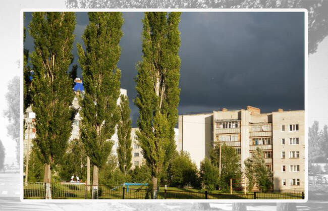 Тополя во благо