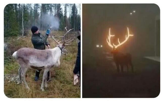 10. Олени со светящимися рогами