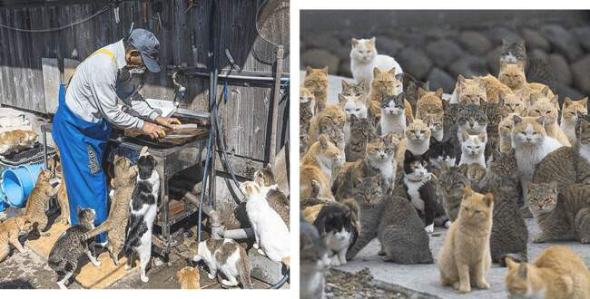 Остров, населенный кошками, Япония