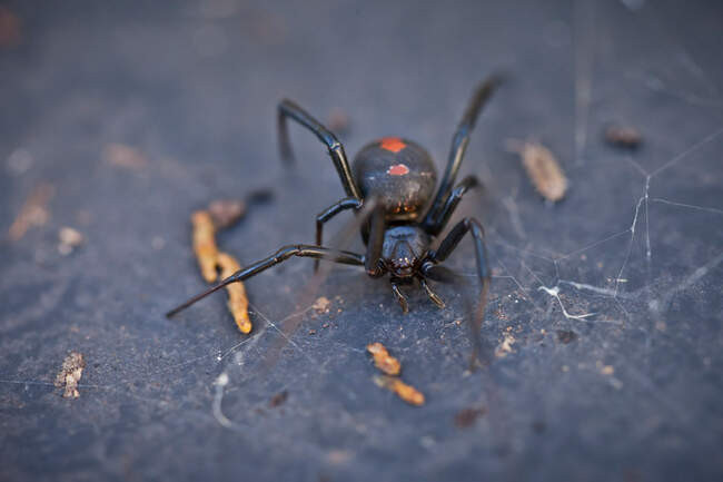 Австралийская вдова / Latrodectus hasselti