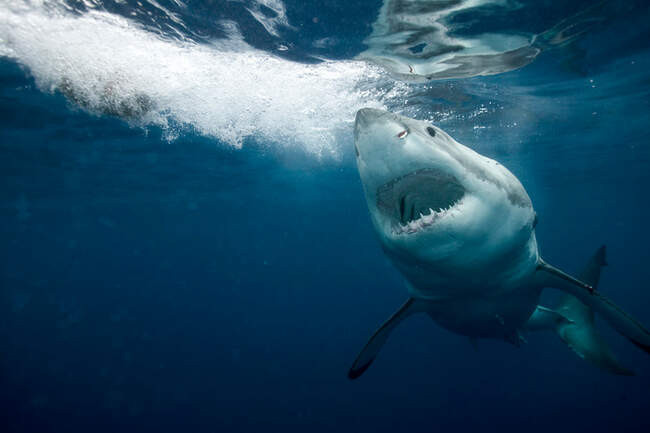 Большая белая акула / Carcharodon carcharias