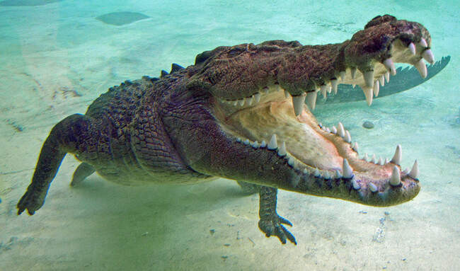 Гребнистый крокодил / Crocodylus porosus