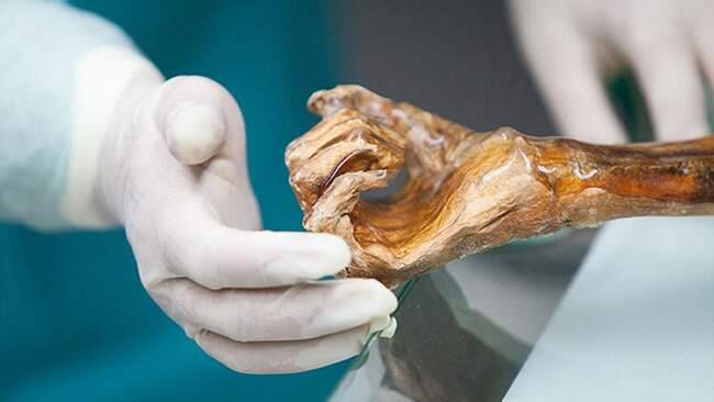 6. Тирольский ледяной человек (Альпийский район)