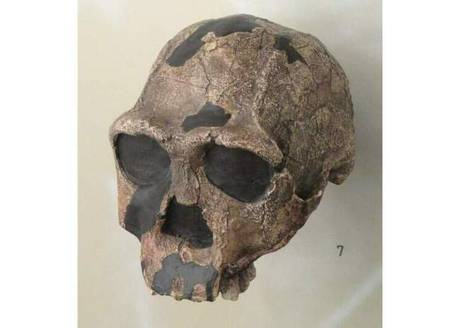 7. Череп номер 5 (Дманиси, Грузия)