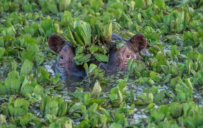 Под водой лежу, из воды гляжу