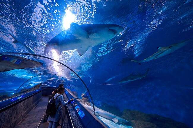 2. Shanghai Ocean Aquarium (Район Пудун, Шанхай, Китай)