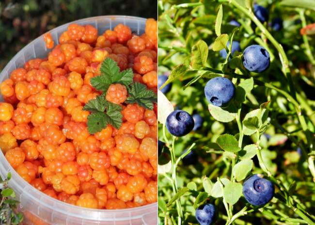 Чем отличается карельская кухня