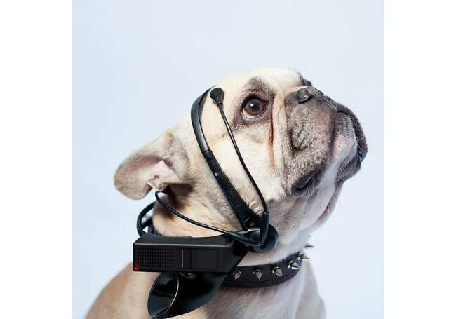 6. No More Woof