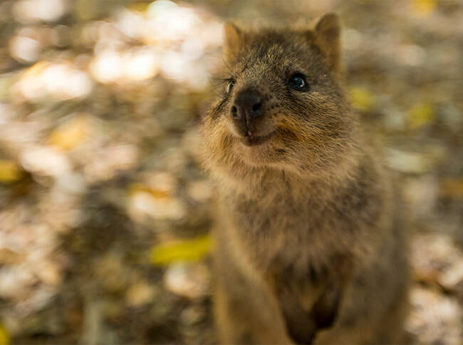 Квокка (quokka)