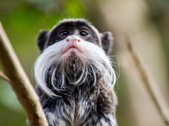 Бородатый тамарин (Emperor Tamarin)