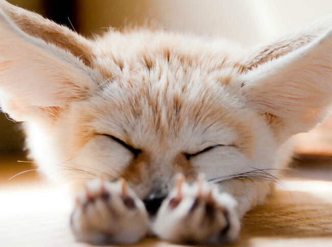 Фенек (Fennec fox)