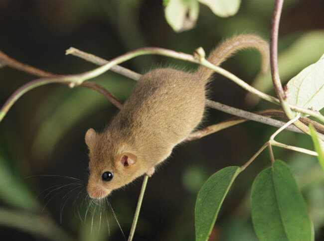 Соня орешниковая (Common Dormouse)