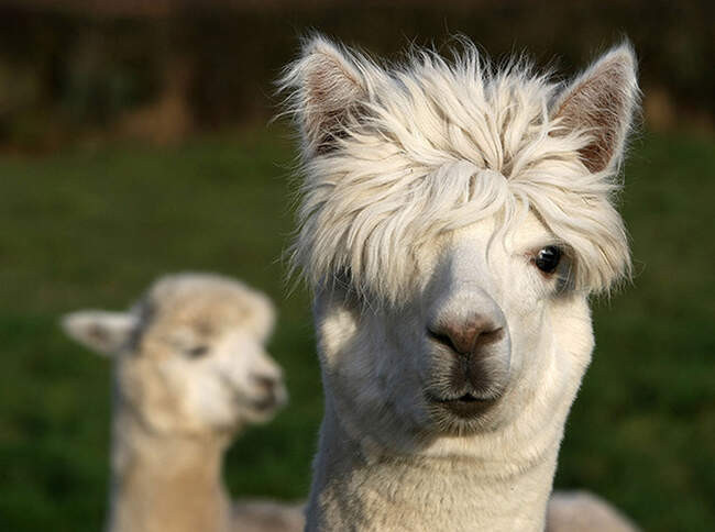 Альпака