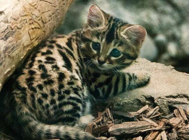 Африканская черноногая кошка