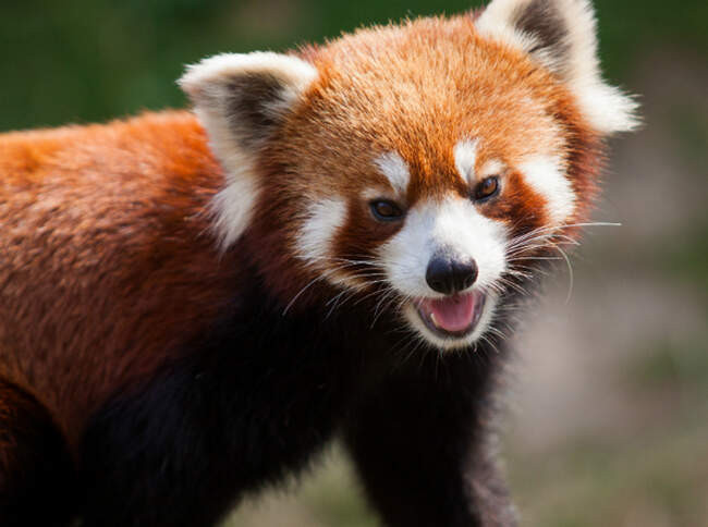 Красная Панда (Red Panda)