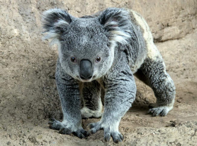 Коала (Koala)