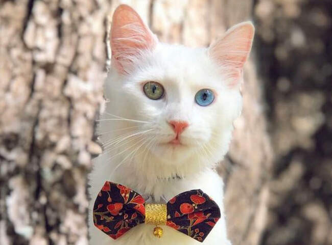 Кошки