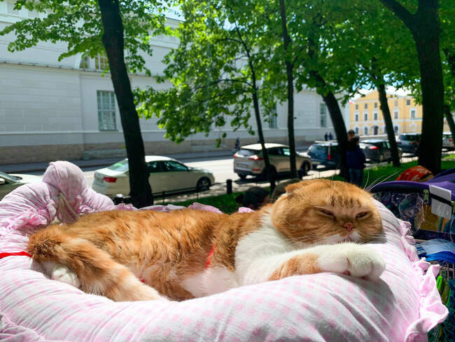 Коты - главный символ Петербурга