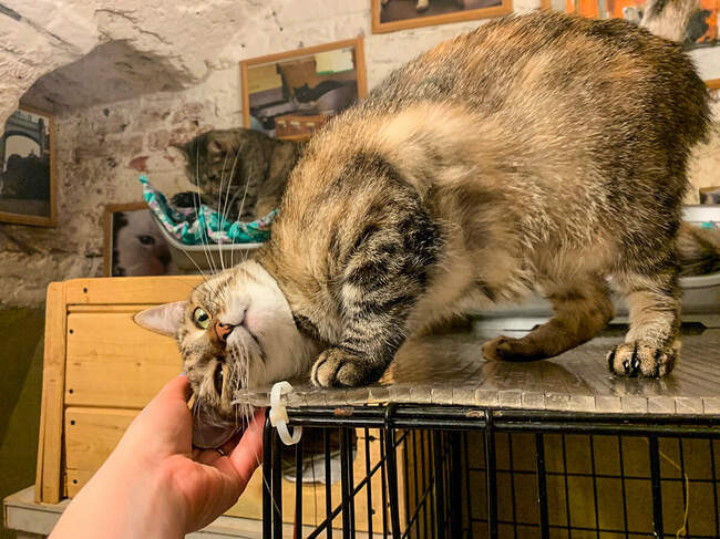 Котов узнают по морде