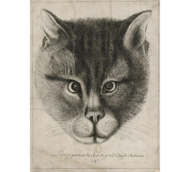 2. Кот придворный