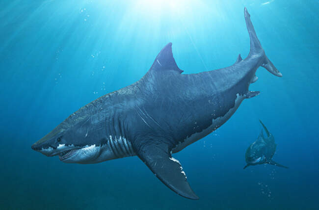 Мегалодон (megalodon). Прародитель акул