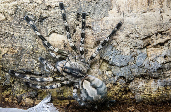 Азиатский красавец