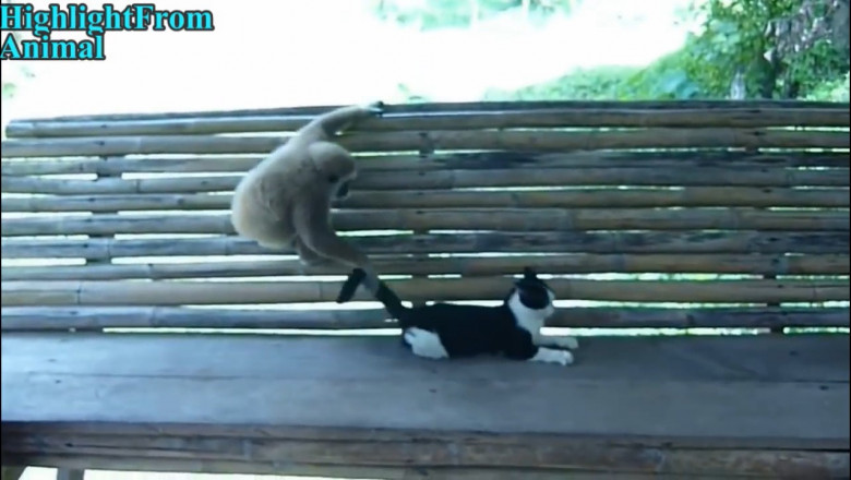 Веселое видео: обезьянки против собак и кошек