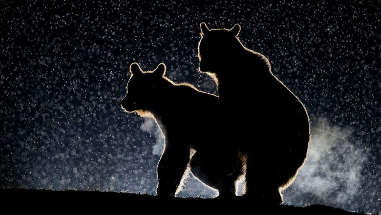 Самые забавные фото уходящего года по версии Comedy Wildlife Photography Awards