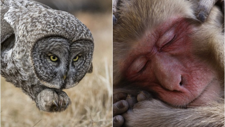 Топ-20 фотографий дикой природа от National Geographic уходящего года