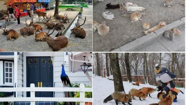 Пять мест на земле, где животные чувствуют себя хозяевами жизни