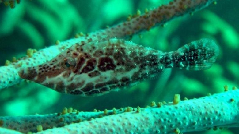 Monacanthus tuckeri: этой рыбе-невидимке достаточно пару секунд чтобы «исчезнуть»
